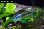 phenacogrammus aff aurantiacus phenacogrammus aff aurantiacus
