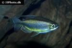 phenacogrammus aff aurantiacus phenacogrammus aff aurantiacus