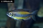phenacogrammus aff aurantiacus phenacogrammus aff aurantiacus