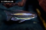 phenacogrammus aff aurantiacus phenacogrammus aff aurantiacus