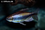 phenacogrammus aff aurantiacus phenacogrammus aff aurantiacus