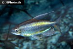 phenacogrammus aff aurantiacus phenacogrammus aff aurantiacus