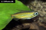 phenacogrammus aff aurantiacus phenacogrammus aff aurantiacus