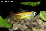 phenacogrammus aff aurantiacus phenacogrammus aff aurantiacus