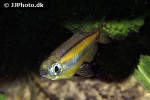 phenacogrammus aff aurantiacus phenacogrammus aff aurantiacus