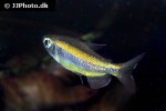 phenacogrammus aff aurantiacus phenacogrammus aff aurantiacus