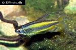phenacogrammus aff aurantiacus phenacogrammus aff aurantiacus