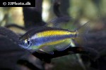 phenacogrammus aff aurantiacus phenacogrammus aff aurantiacus