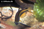 phenacogrammus aff aurantiacus phenacogrammus aff aurantiacus