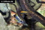 phenacogrammus aff aurantiacus phenacogrammus aff aurantiacus