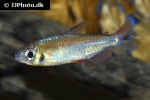 phenacogrammus deheyni phenacogrammus deheyni