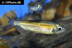 phenacogrammus deheyni phenacogrammus deheyni