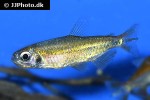phenacogrammus deheyni phenacogrammus deheyni