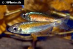 phenacogrammus deheyni phenacogrammus deheyni