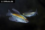 phenacogrammus interruptus phenacogrammus interruptus
