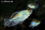 phenacogrammus interruptus phenacogrammus interruptus