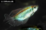phenacogrammus interruptus phenacogrammus interruptus