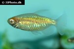 phenacogrammus interruptus albino phenacogrammus interruptus albino