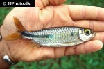 phenacogrammus major phenacogrammus major