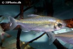 phenacogrammus species lefini phenacogrammus species lefini