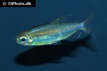 phenacogrammus species malembicus phenacogrammus species malembicus