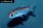phenacogrammus species malembicus phenacogrammus species malembicus