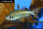 phenacogrammus species orange phenacogrammus species orange