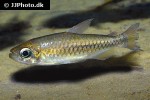 phenacogrammus species orange phenacogrammus species orange