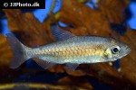 phenacogrammus species orange phenacogrammus species orange