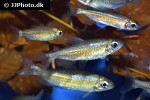 phenacogrammus species orange phenacogrammus species orange