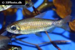 phenacogrammus species orange phenacogrammus species orange