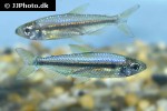 rhabdalestes rhodesiensis rhabdalestes rhodesiensis