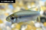 rhabdalestes rhodesiensis rhabdalestes rhodesiensis