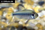 rhabdalestes rhodesiensis rhabdalestes rhodesiensis