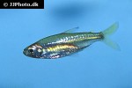 rhabdalestes septentrionalis rhabdalestes septentrionalis