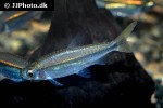 rhabdalestes septentrionalis rhabdalestes septentrionalis
