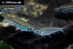 rhabdalestes septentrionalis rhabdalestes septentrionalis