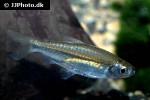 rhabdalestes septentrionalis rhabdalestes septentrionalis
