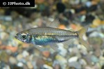 rhabdalestes septentrionalis rhabdalestes septentrionalis