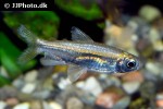 rhabdalestes septentrionalis rhabdalestes septentrionalis