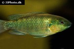 alcolapia alcalica alcolapia alcalica