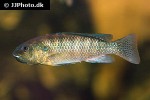 alcolapia alcalica alcolapia alcalica