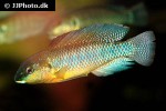 alcolapia alcalica alcolapia alcalica