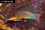 alcolapia alcalica alcolapia alcalica
