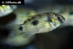 anomalochromis thomasi anomalochromis thomasi