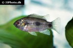 anomalochromis thomasi anomalochromis thomasi