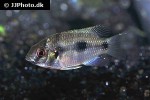 anomalochromis thomasi anomalochromis thomasi