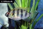 anomalochromis thomasi anomalochromis thomasi