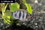 anomalochromis thomasi anomalochromis thomasi