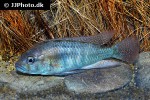 astatotilapia burtoni astatotilapia burtoni